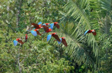 Red-and-green Macaw17