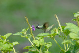 Violet-headed Hummingbird3