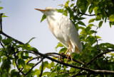 Cattle Egret