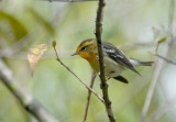 Blackburnian Warbler