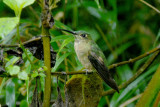 Fawn-breasted Brilliant