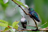 Green-crowned Woodnymph