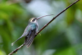 White-whiskered Hermit