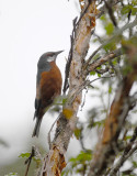 Giant Conebill