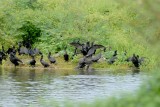 Neotropic Cormorant