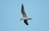 Royal Tern