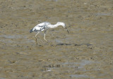 Little Blue Heron