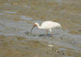 White Ibis