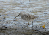 Short-billed Dowitcher