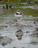 Wilsons Plover