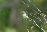 Chestnut-throated Seedeater