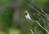 Chestnut-throated Seedeater