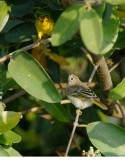 Mangrove Warbler