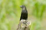 Smooth-billed Ani