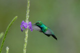 Blue-tailed Emerald