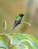 Green Thorntail