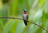Long-billed Starthroat