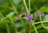 Spangled Coquette