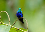 Violet-bellied Hummingbird