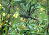 Rufous-capped Thornbill
