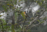 Orange-throated Tanager