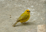 Saffron Finch