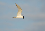 Gull-billed Tern