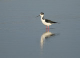 Black-necked Stilt