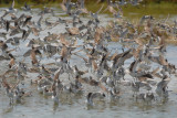 Wilsons Phalarope