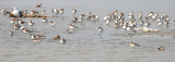 Wilsons Phalarope