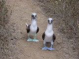 Blue-footed Booby