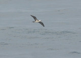 Peruvian Booby