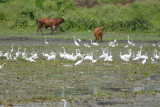 Egrets