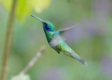 Lesser Violetear