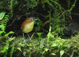 Yellow-breasted Antpitta