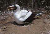 Nazca Booby