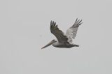 Brown Pelican2