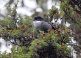 Black-backed Bush-Tanager