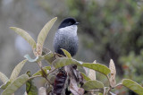 Black-backed Bush-Tanager