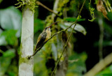 Tawny-bellied Hermit