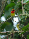 Red-headed Barbet