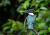 Amazon Kingfisher