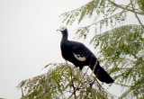 Common-Piping Guan