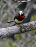 Ivory-billed Aracari