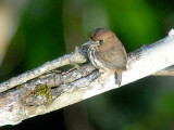Lanceolated Monklet