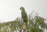 Orange-winged Parrot