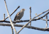 Thrush-like Wren