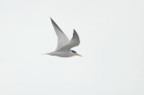 Yellow-billed Tern