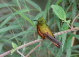 Chestnut-breasted Coronet