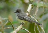 Pale-edged Flycatcher